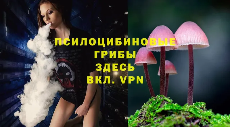 Псилоцибиновые грибы Magic Shrooms  MEGA ТОР  Пудож 